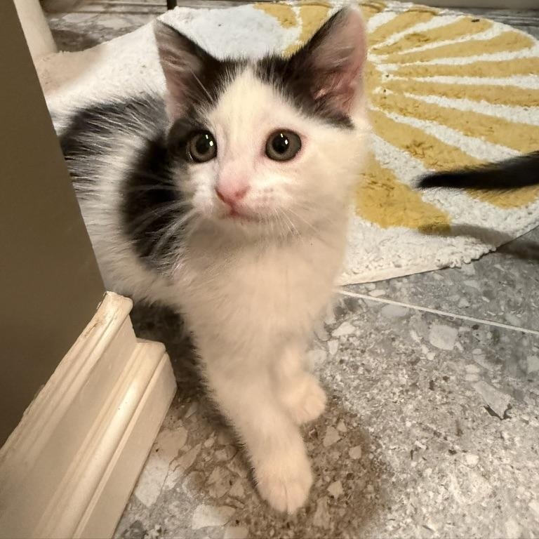 Genmaicha, a Adoptable Domestic Short Hair image 2/6