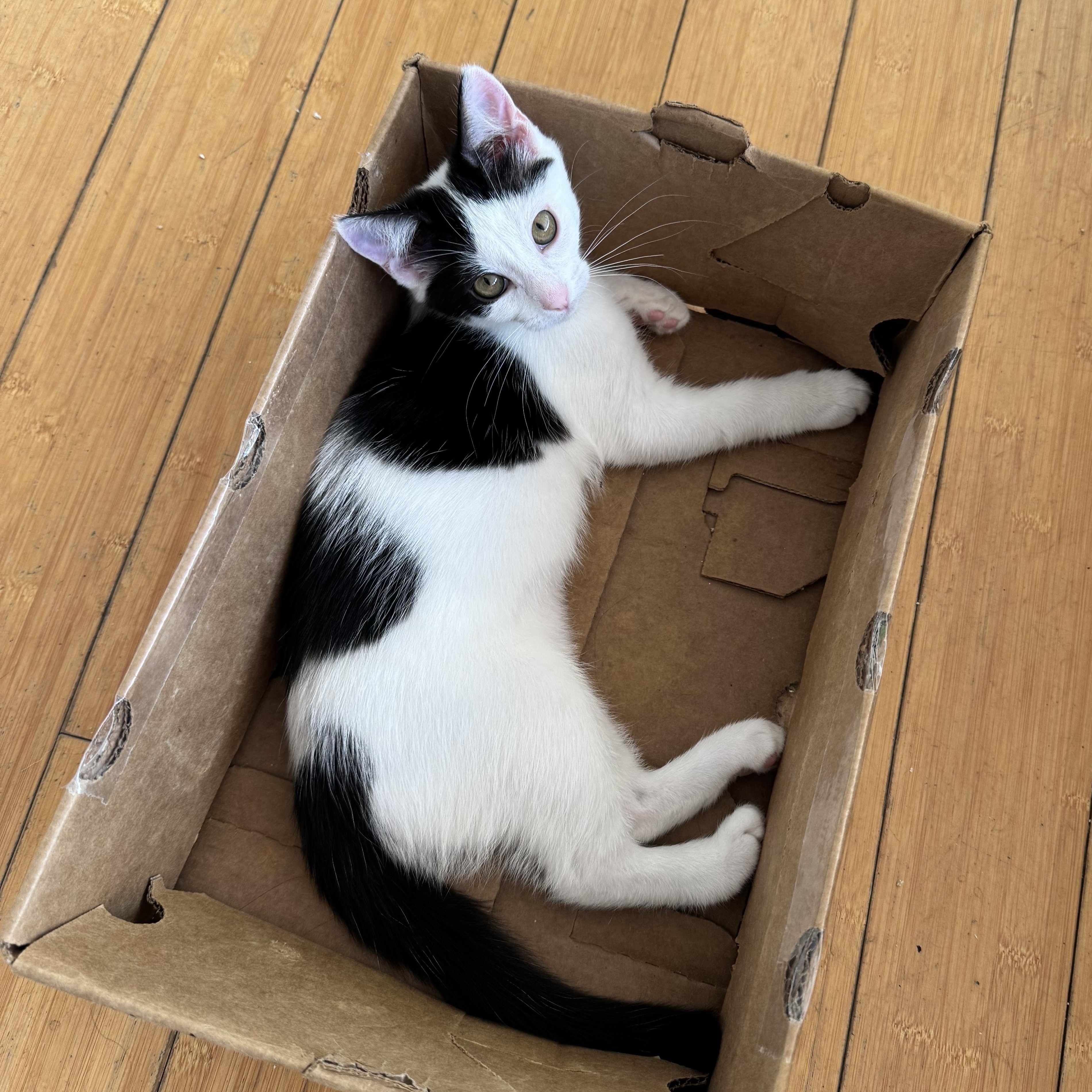 Genmaicha, a Adoptable Domestic Short Hair image 1/6