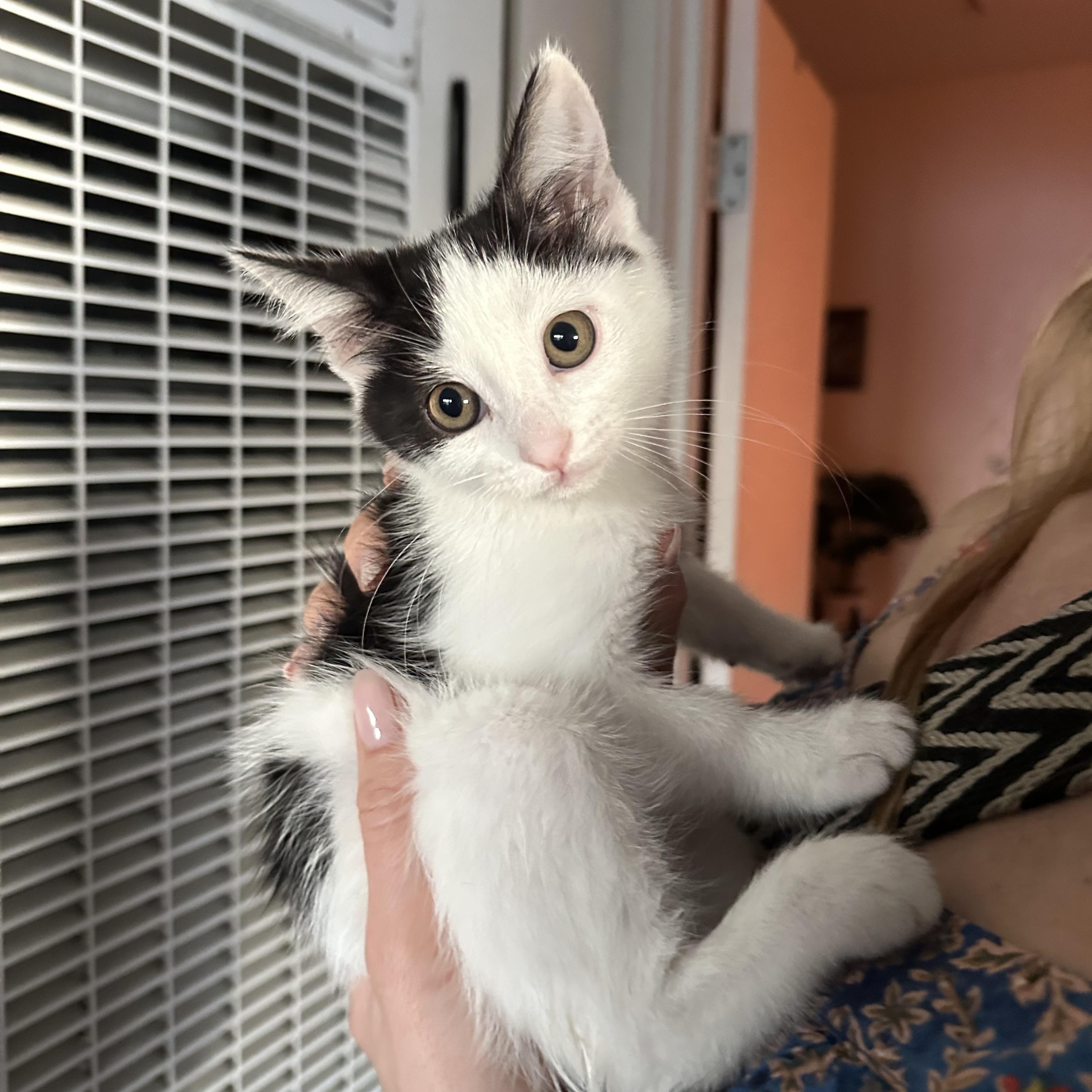 Genmaicha, a Adoptable Domestic Short Hair image 4/6