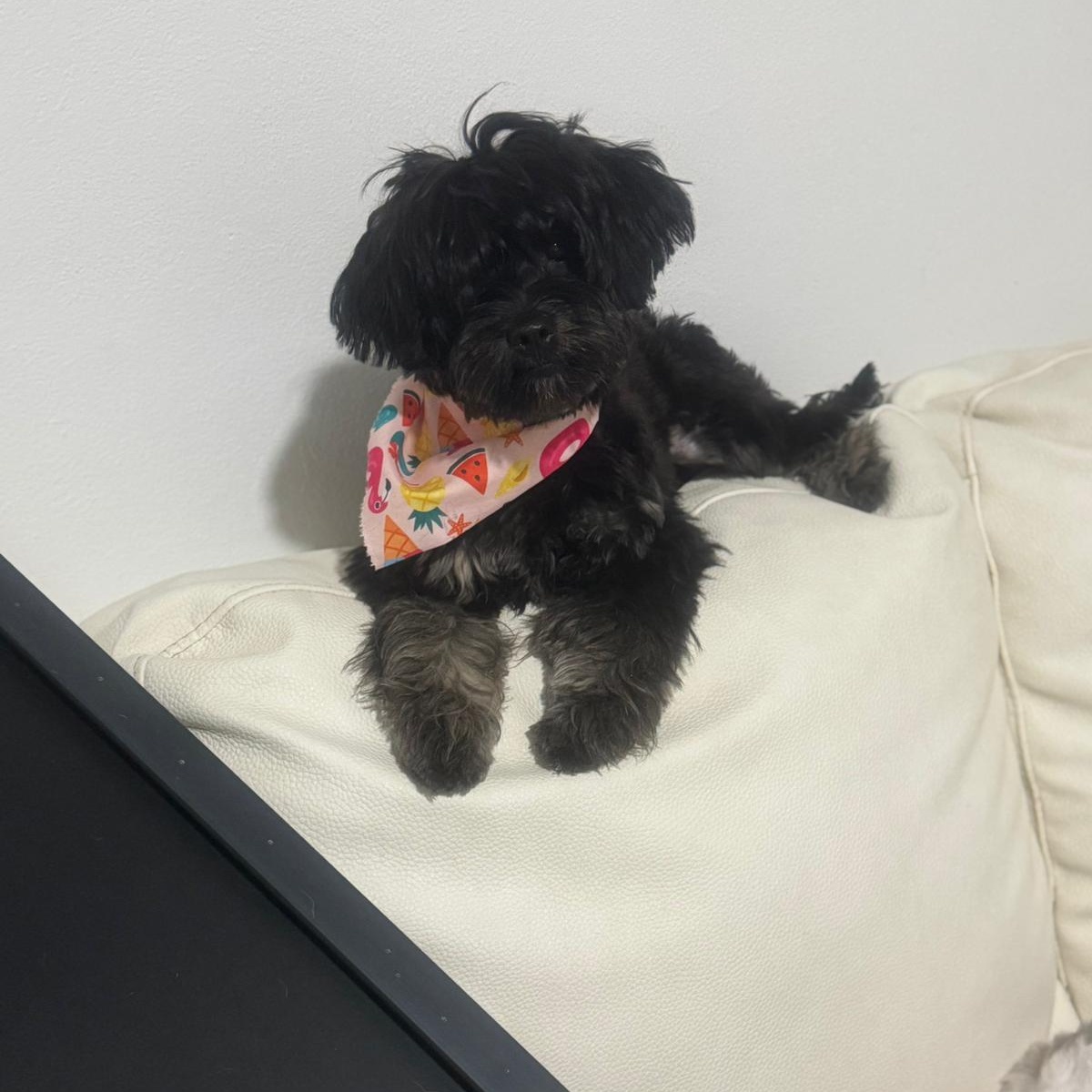 Enlarge Onix, an adopted Yorkshire Terrier in Miami, FL image 2/6