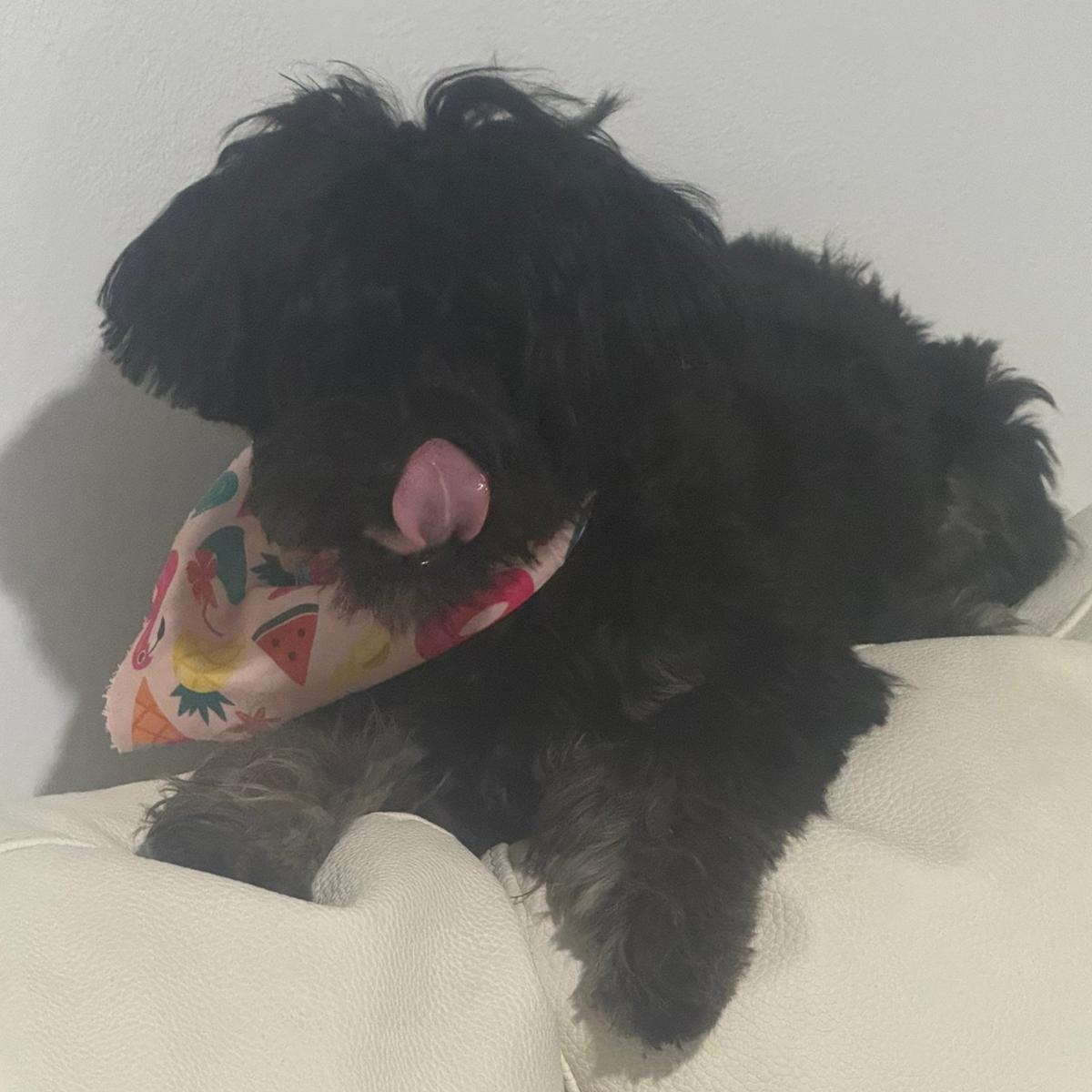 Enlarge Onix, an adopted Yorkshire Terrier in Miami, FL image 3/6