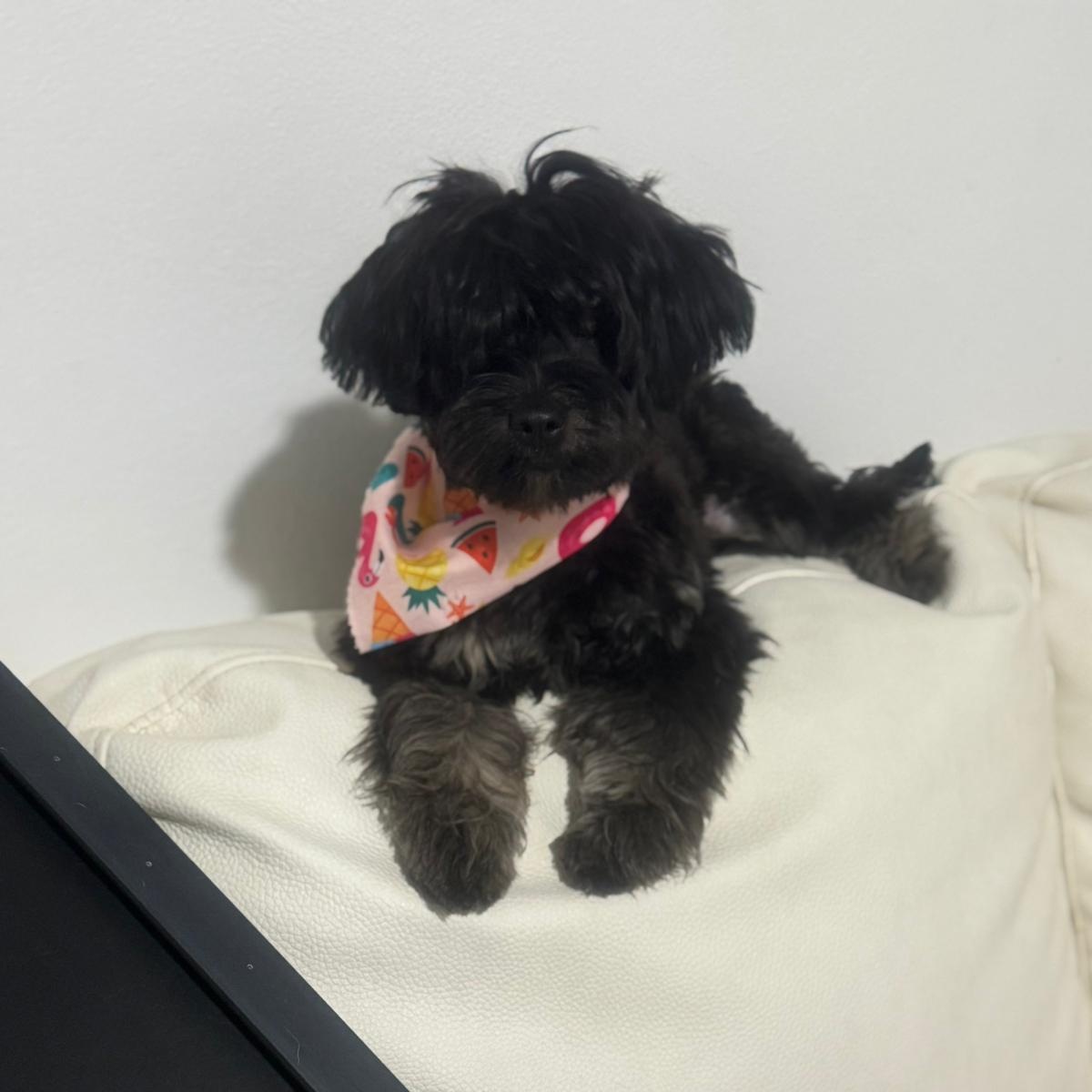 Enlarge Onix, an adopted Yorkshire Terrier in Miami, FL image 1/6