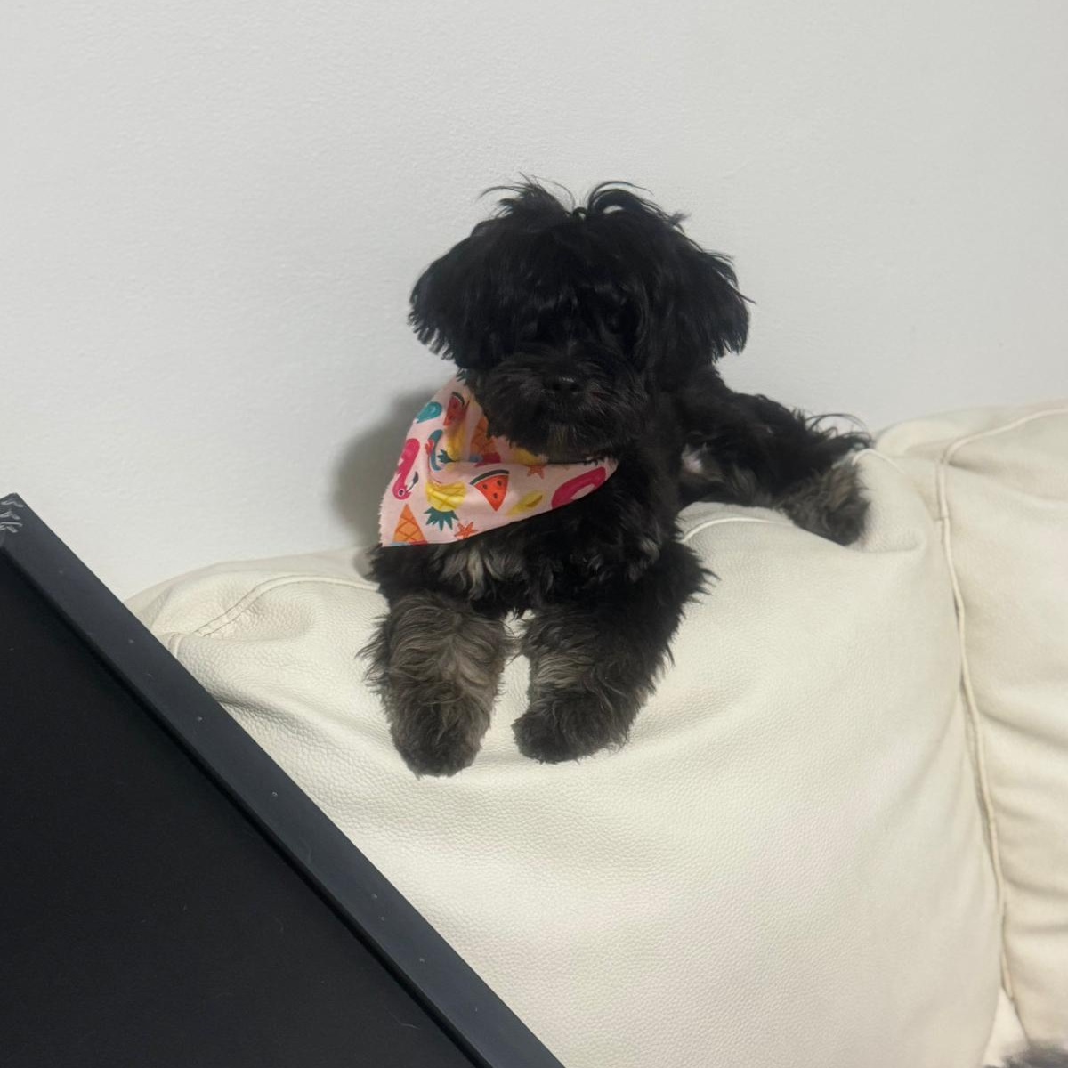 Enlarge Onix, an adopted Yorkshire Terrier in Miami, FL image 4/6