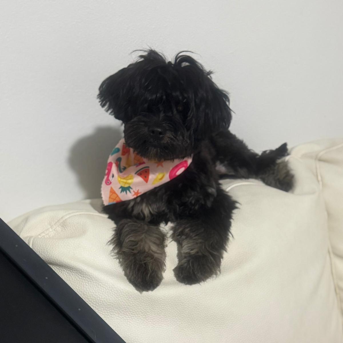 Enlarge Onix, an adopted Yorkshire Terrier in Miami, FL image 5/6