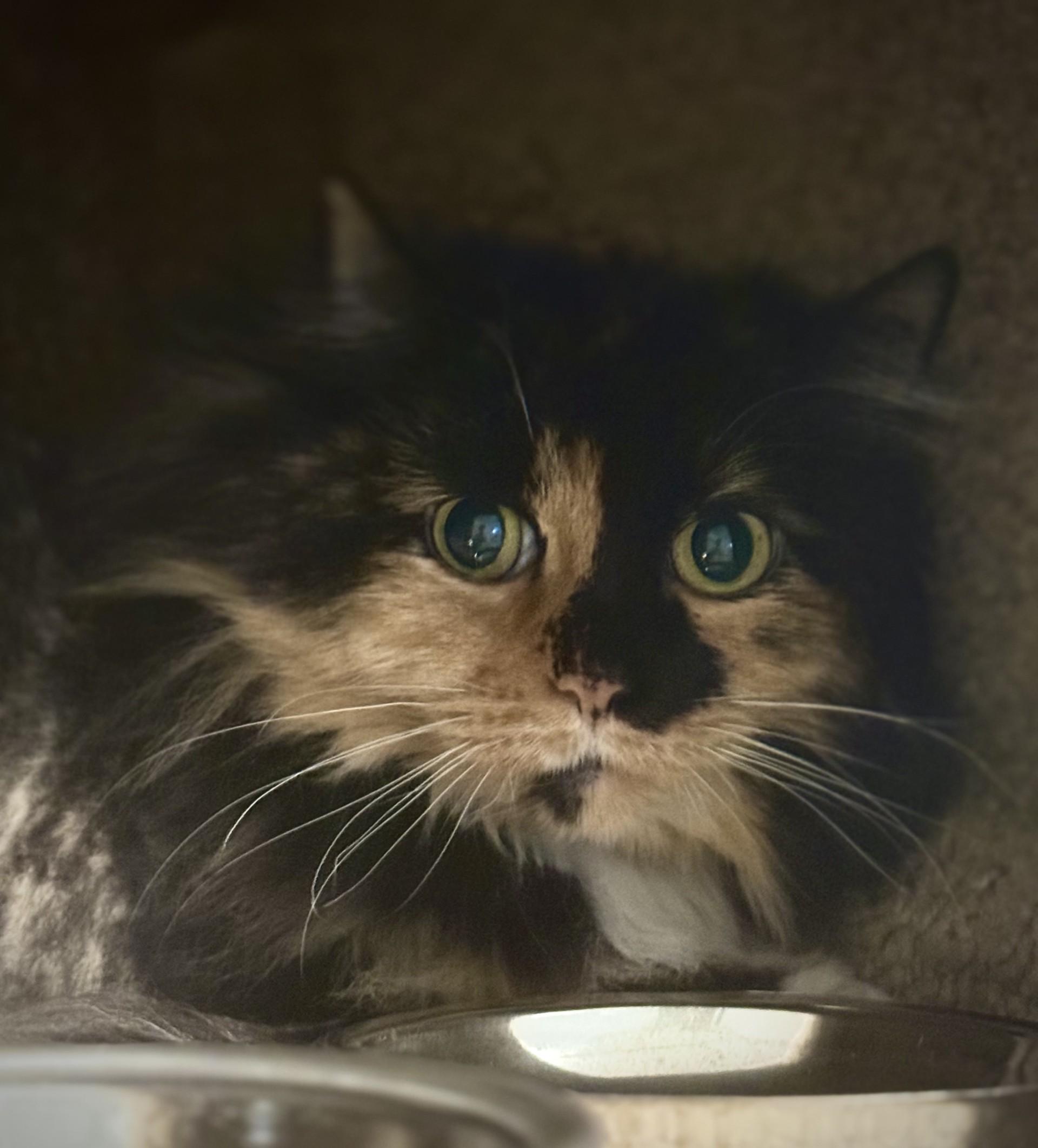 Molly, an adoptable Calico in Carson City, NV, 89701 | Photo Image 1
