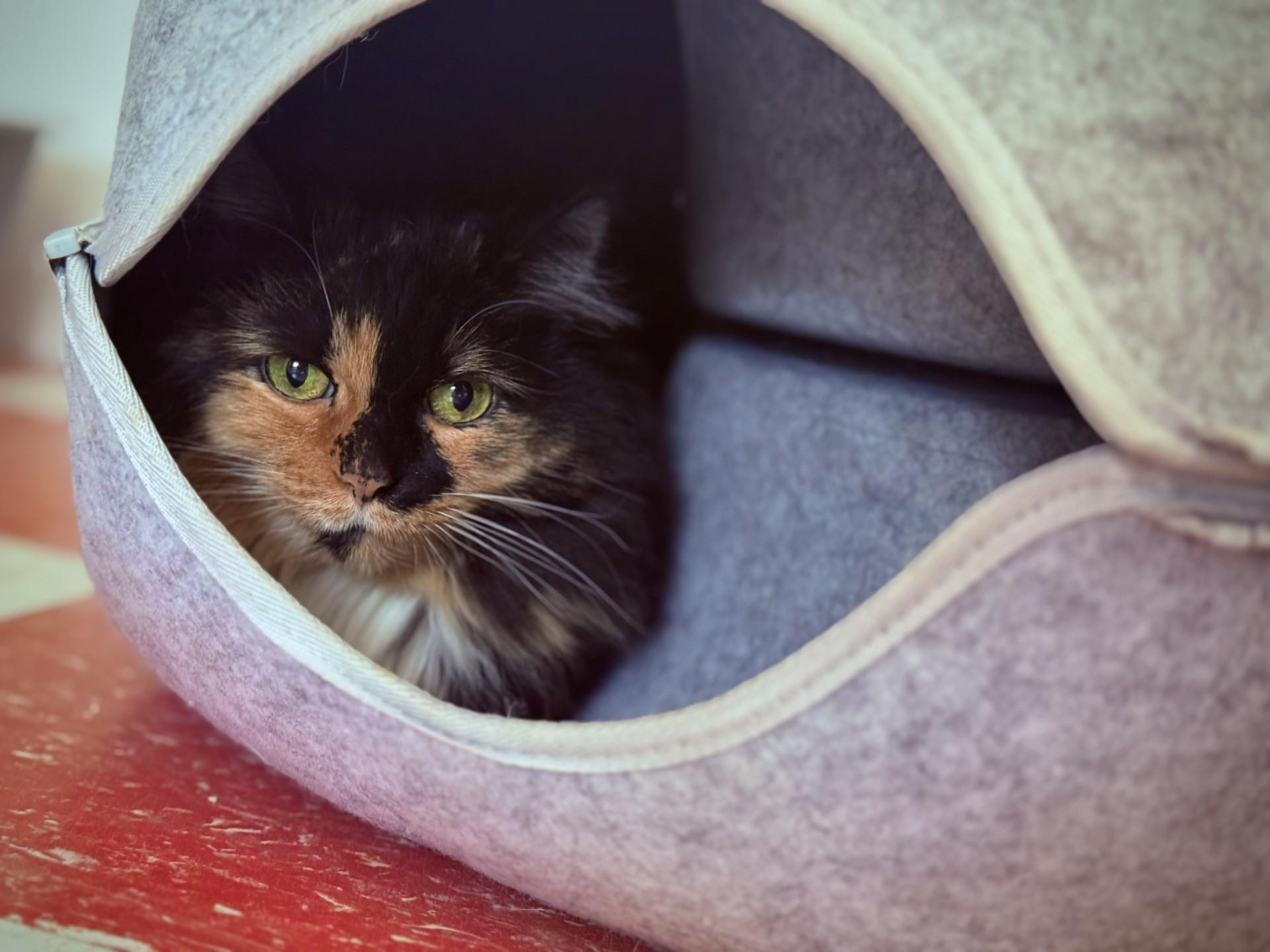 Molly, an adoptable Calico in Carson City, NV, 89701 | Photo Image 2