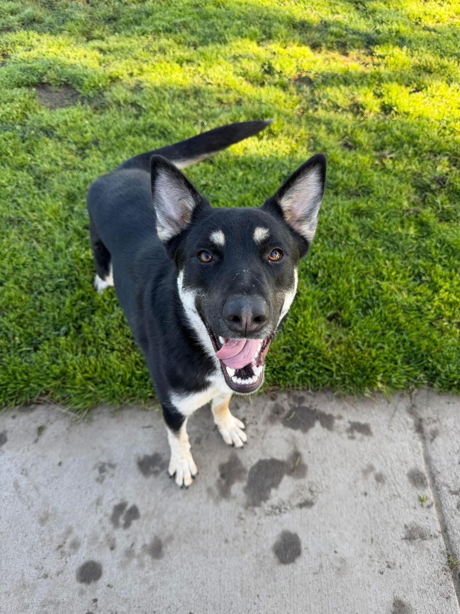 Enlarge Snowball, a ADOPTABLE mixed breed in Oakdale, CA image 1/1