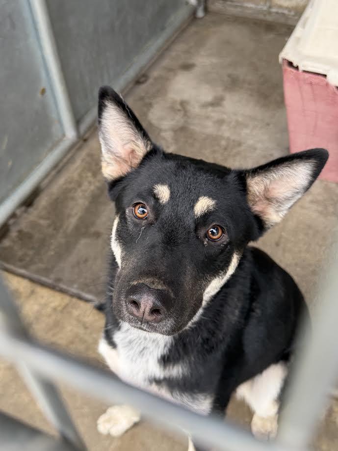 Snowball, ADOPTABLE, Young Female German Shepherd Dog.