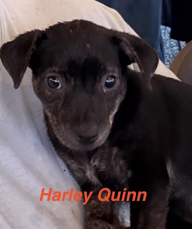 Harley Quinn, Adopted, Puppy Female Wirehaired Terrier.