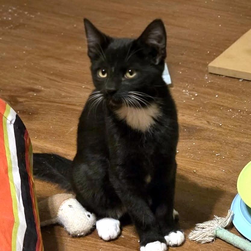 Enlarge Sylvester, a Adoptable Domestic Short Hair in Pittsburgh, PA image 3/4