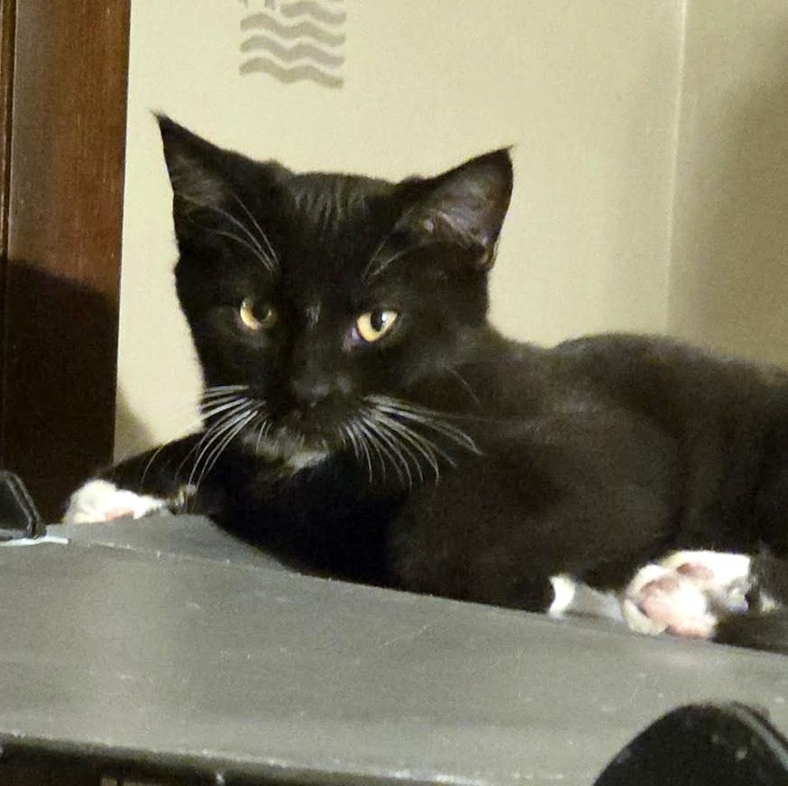 Enlarge Sylvester, a Adoptable Domestic Short Hair in Pittsburgh, PA image 2/4