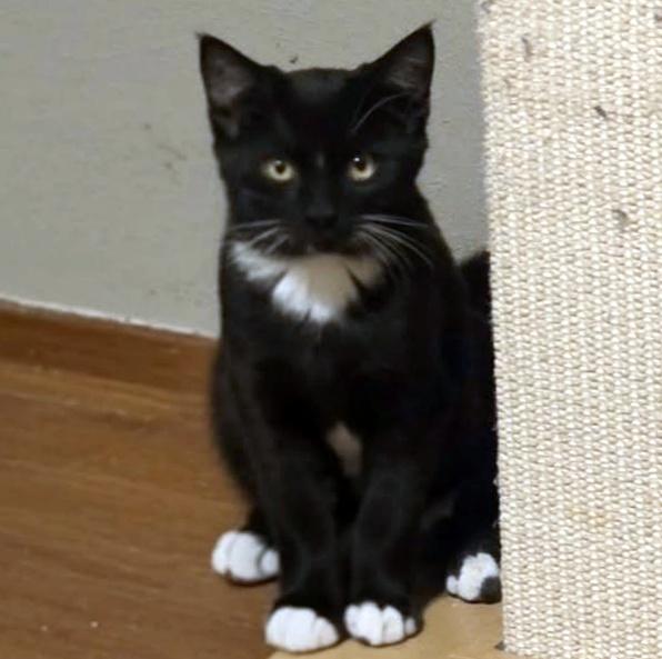 Sylvester, Adoptable, Kitten Male Domestic Short Hair.