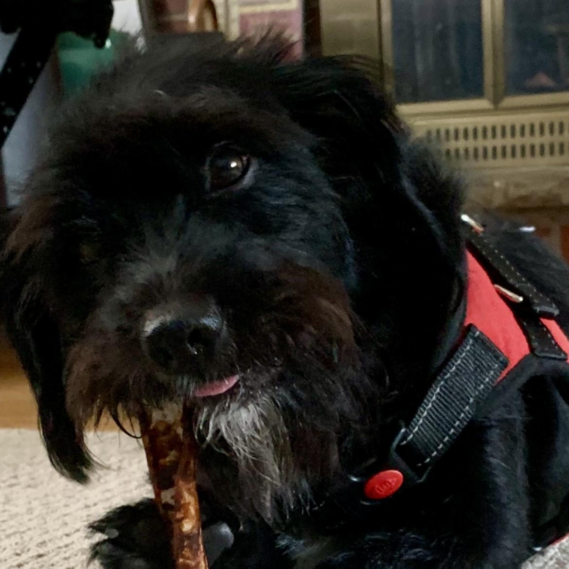 Onyx, an adoptable Schnoodle in Rochester, NY, 14615 | Photo Image 4