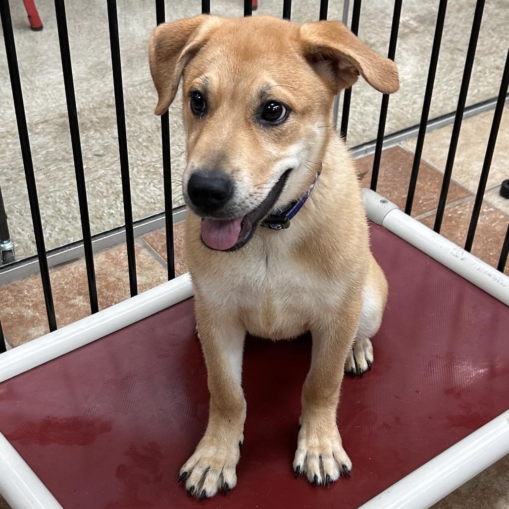 Enlarge Serena, a Adoptable Labrador Retriever in Midland, TX image 1/3