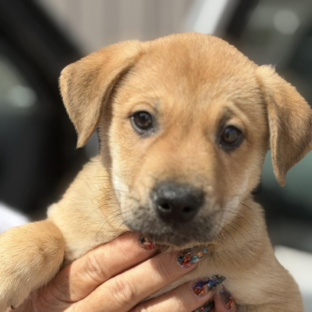 Enlarge Serena, a Adoptable Labrador Retriever in Midland, TX image 2/3