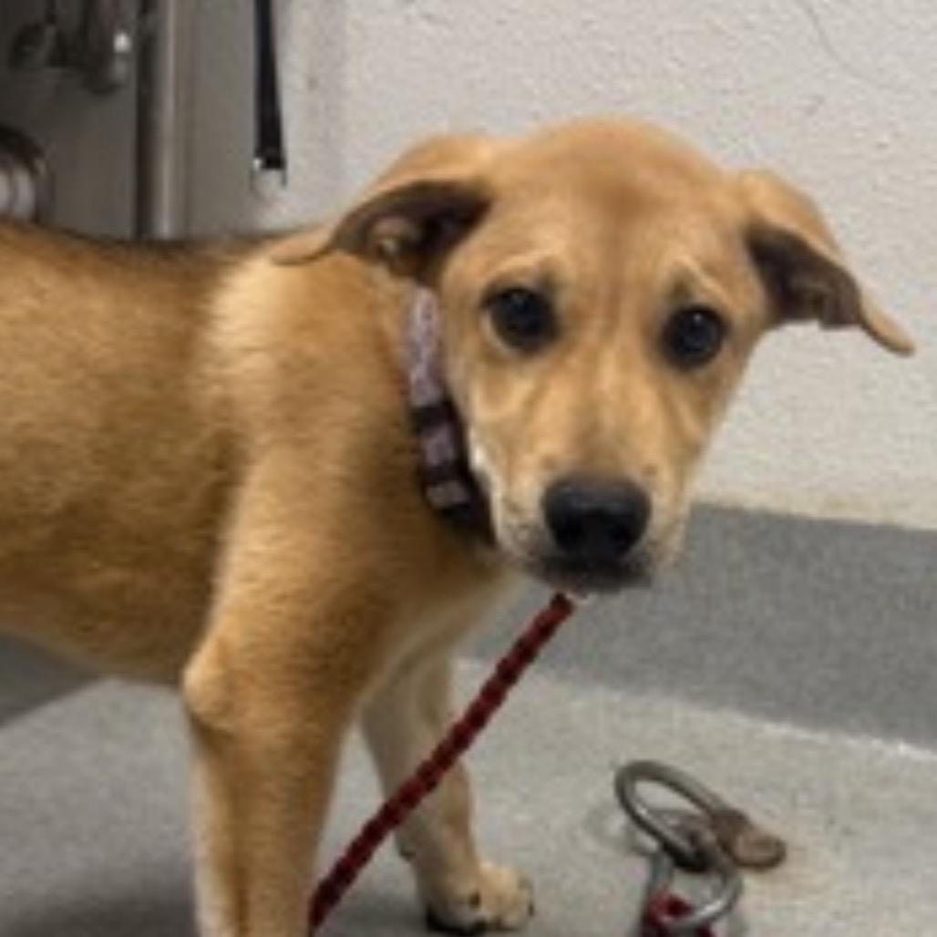 Enlarge Serena, a Adoptable Labrador Retriever in Midland, TX image 3/3