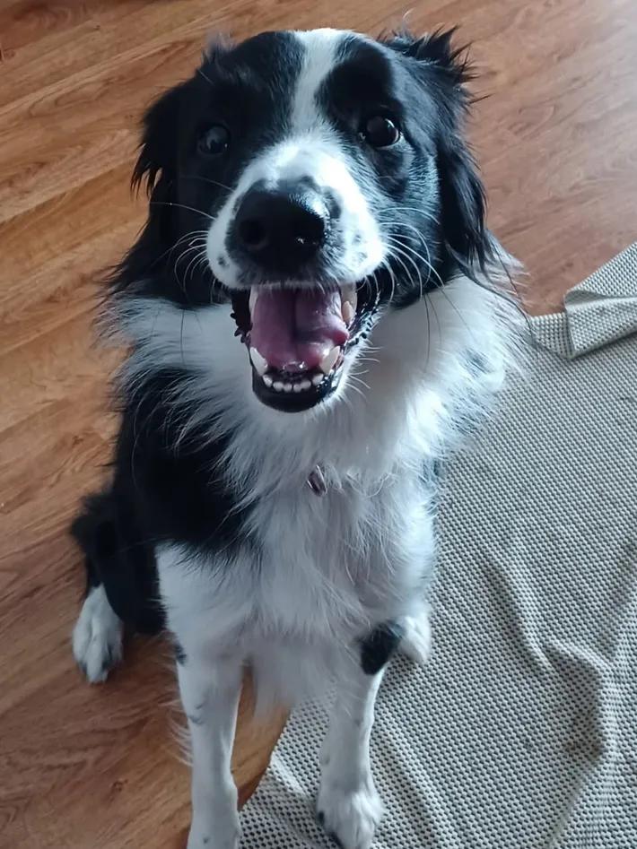 Enlarge Addy!!, an adopted English Shepherd in Celina, OH image 1/1