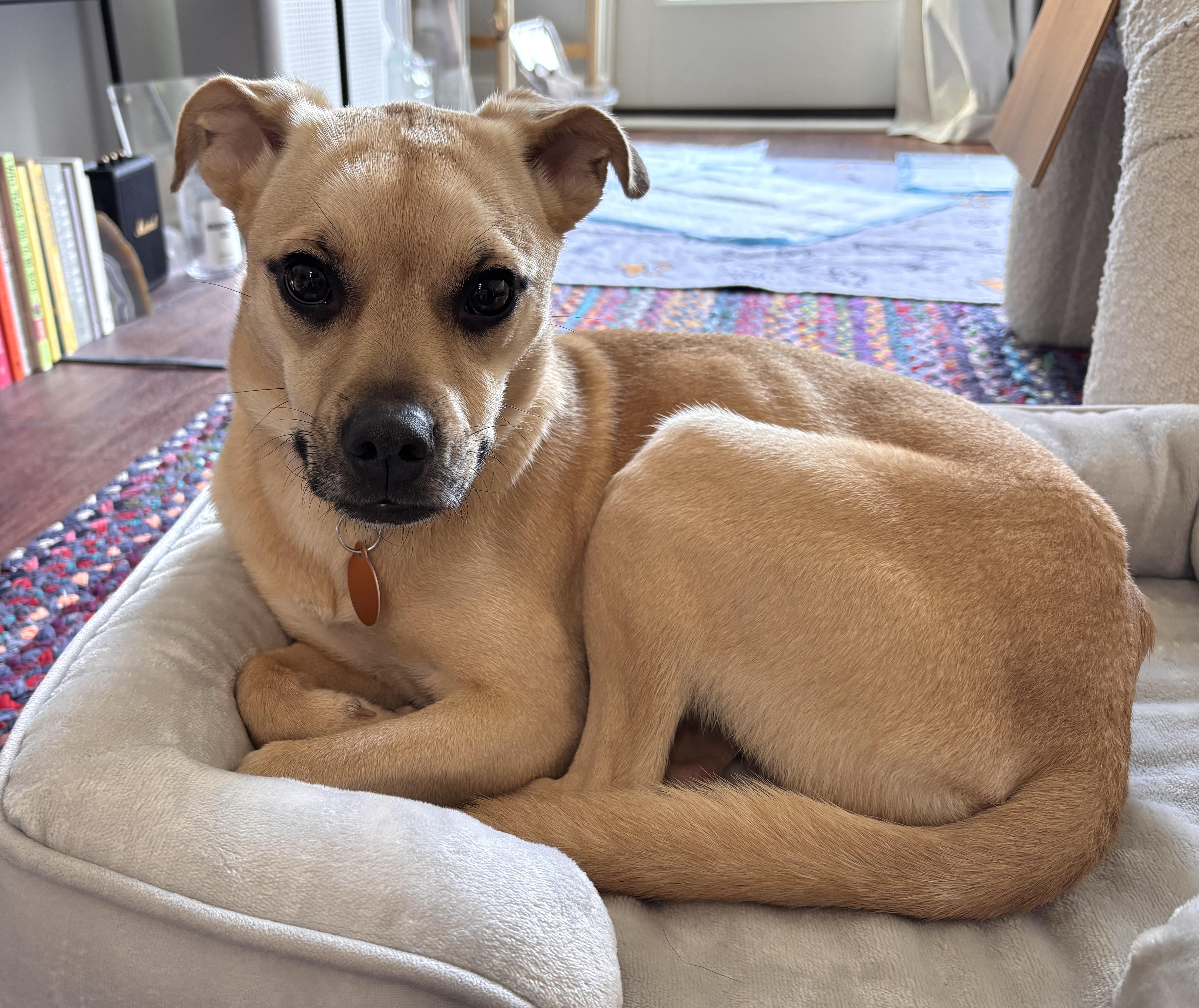 Enlarge Stali, a Adoptable mixed breed in Brooklyn, NY image 5/6