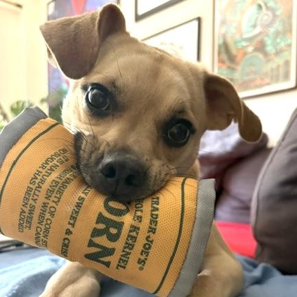 Stali, Adoptable, Young Female Pug & Chihuahua.
