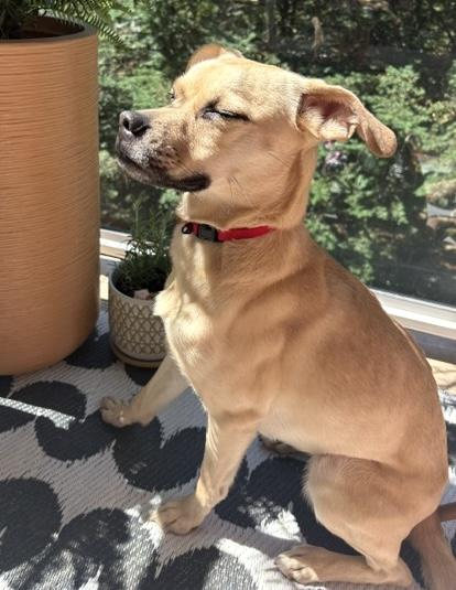 Enlarge Stali, a Adoptable mixed breed in Brooklyn, NY image 4/6