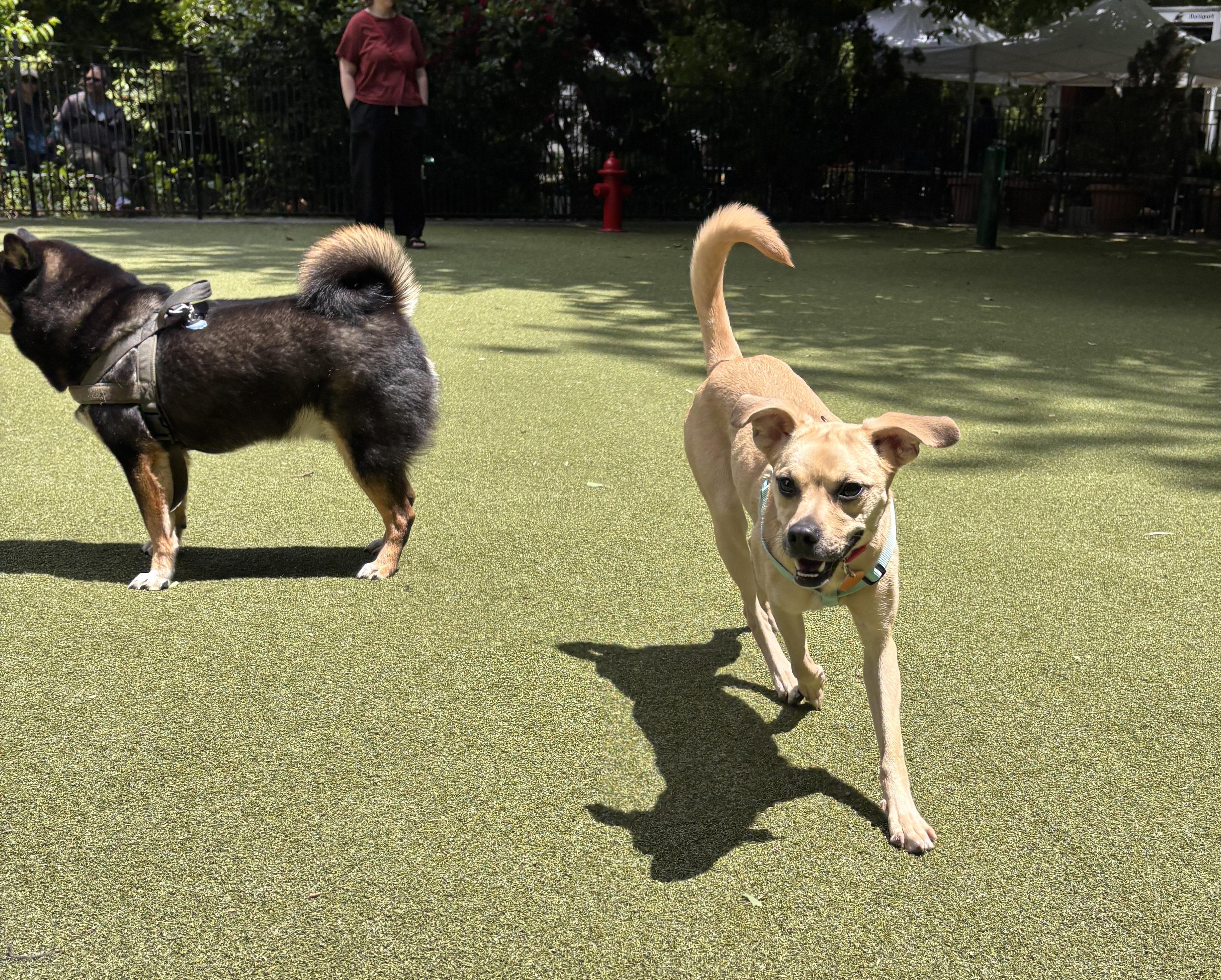 Enlarge Stali, a Adoptable mixed breed in Brooklyn, NY image 6/6