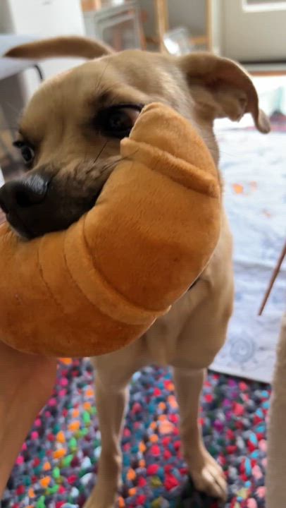 Enlarge Stali, a Adoptable mixed breed in Brooklyn, NY video 3/6