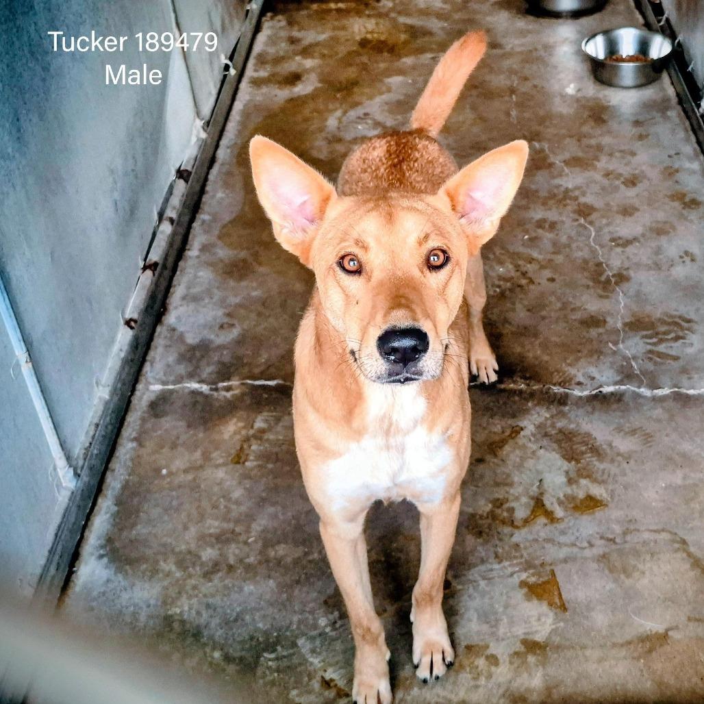 Enlarge Trucker, a Adoptable Shepherd in Edinburg, TX image 1/6