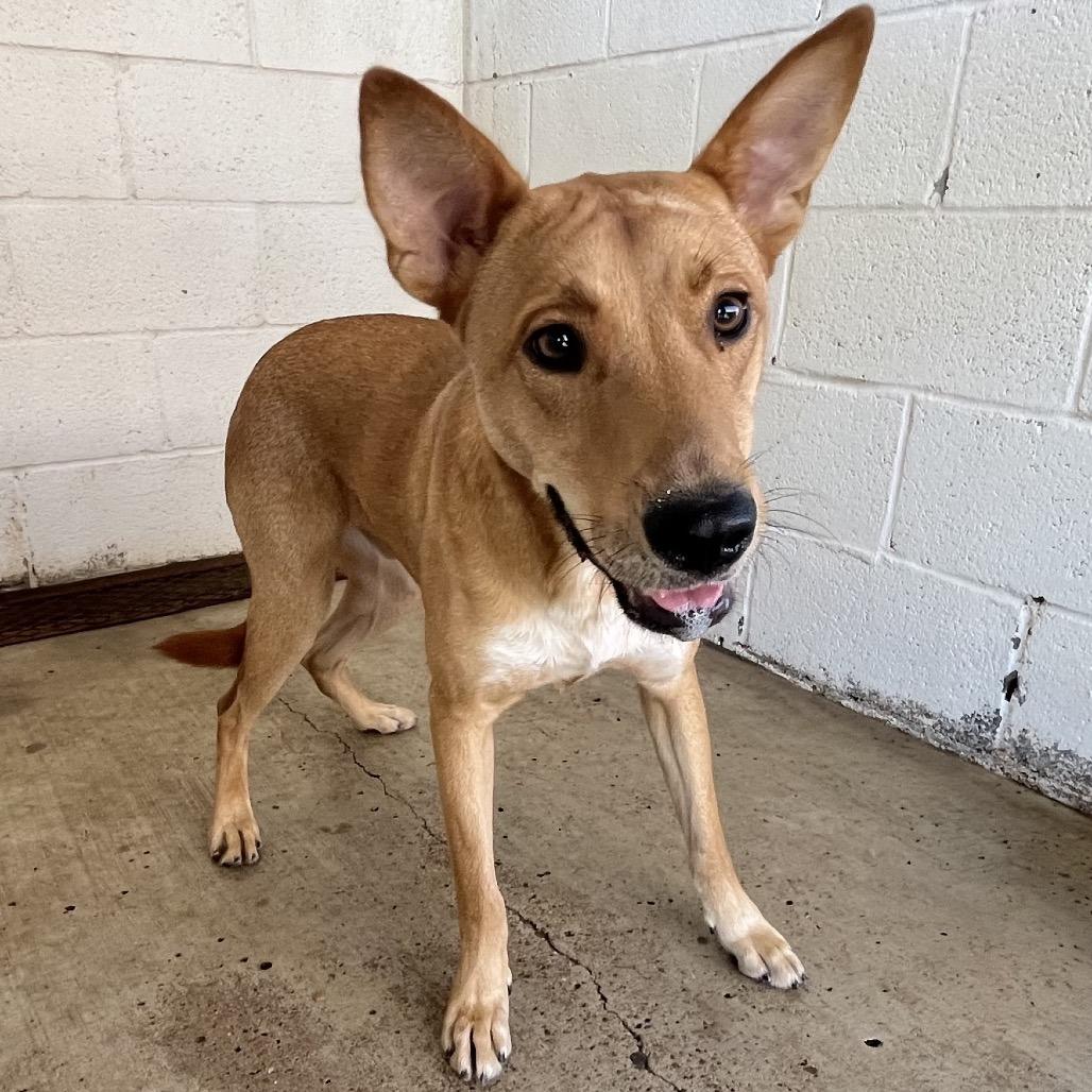 Enlarge Trucker, a Adoptable Shepherd in Edinburg, TX image 2/6