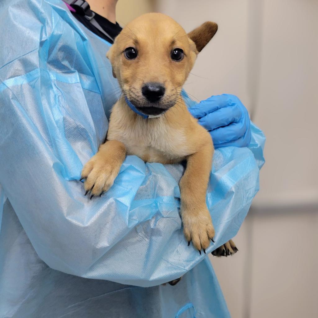 Enlarge Trucker, a Adoptable Shepherd in Edinburg, TX image 3/6