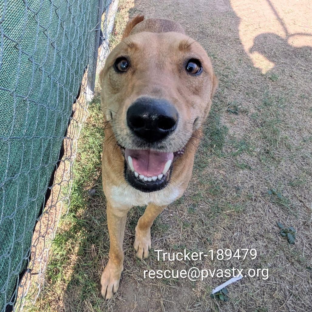 Enlarge Trucker, a Adoptable Shepherd in Edinburg, TX image 4/6