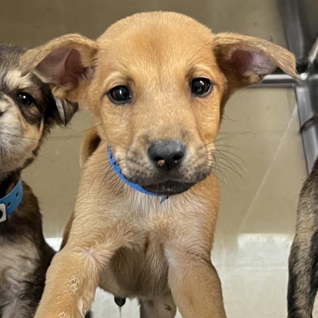 Enlarge Trucker, a Adoptable Shepherd in Edinburg, TX image 5/6