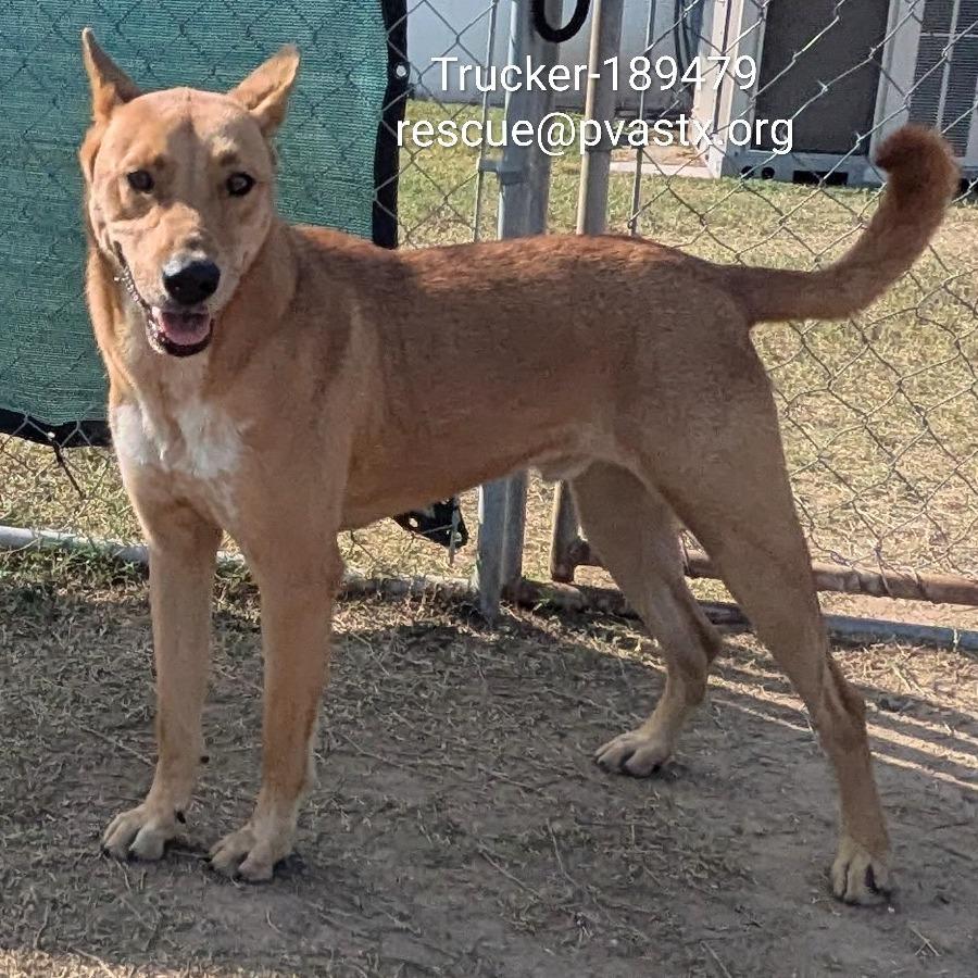 Enlarge Trucker, a Adoptable Shepherd in Edinburg, TX image 6/6