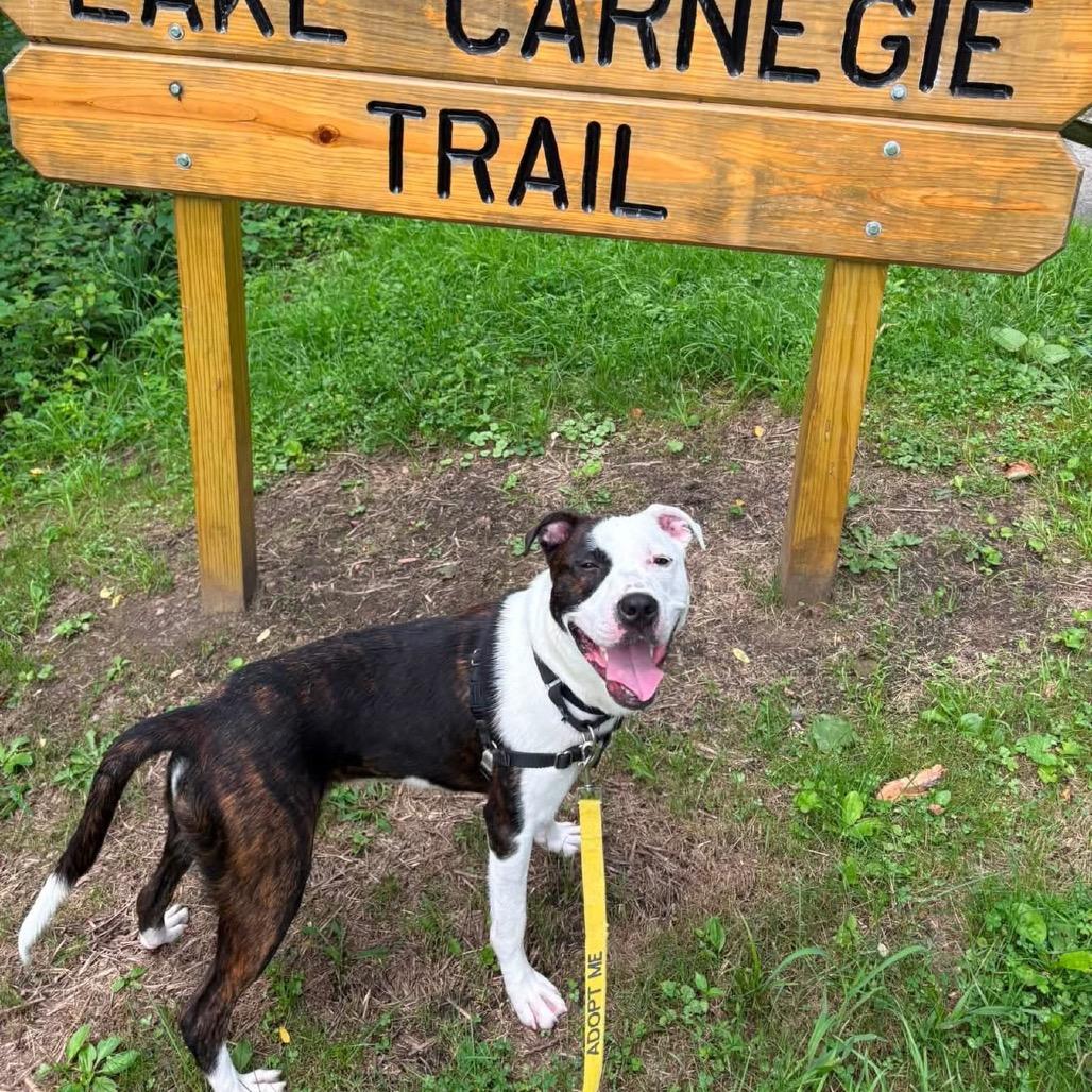 Enlarge Tyme, a Adoptable Mixed Breed in Pittsburgh, PA image 5/6