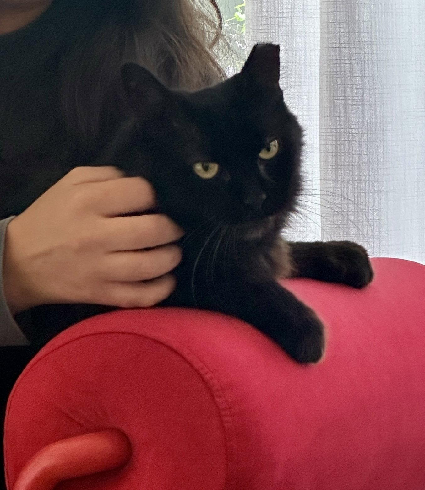 Rain, Adoptable, Adult Female Domestic Medium Hair.