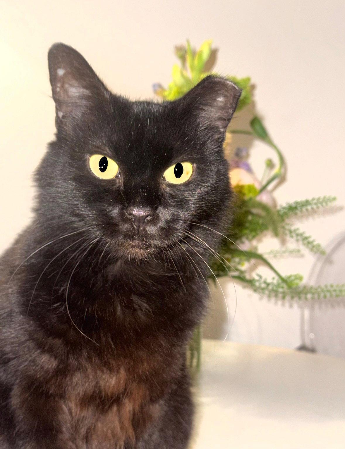 Enlarge Rain, a Adoptable Domestic Medium Hair in Brooklyn, NY image 2/3