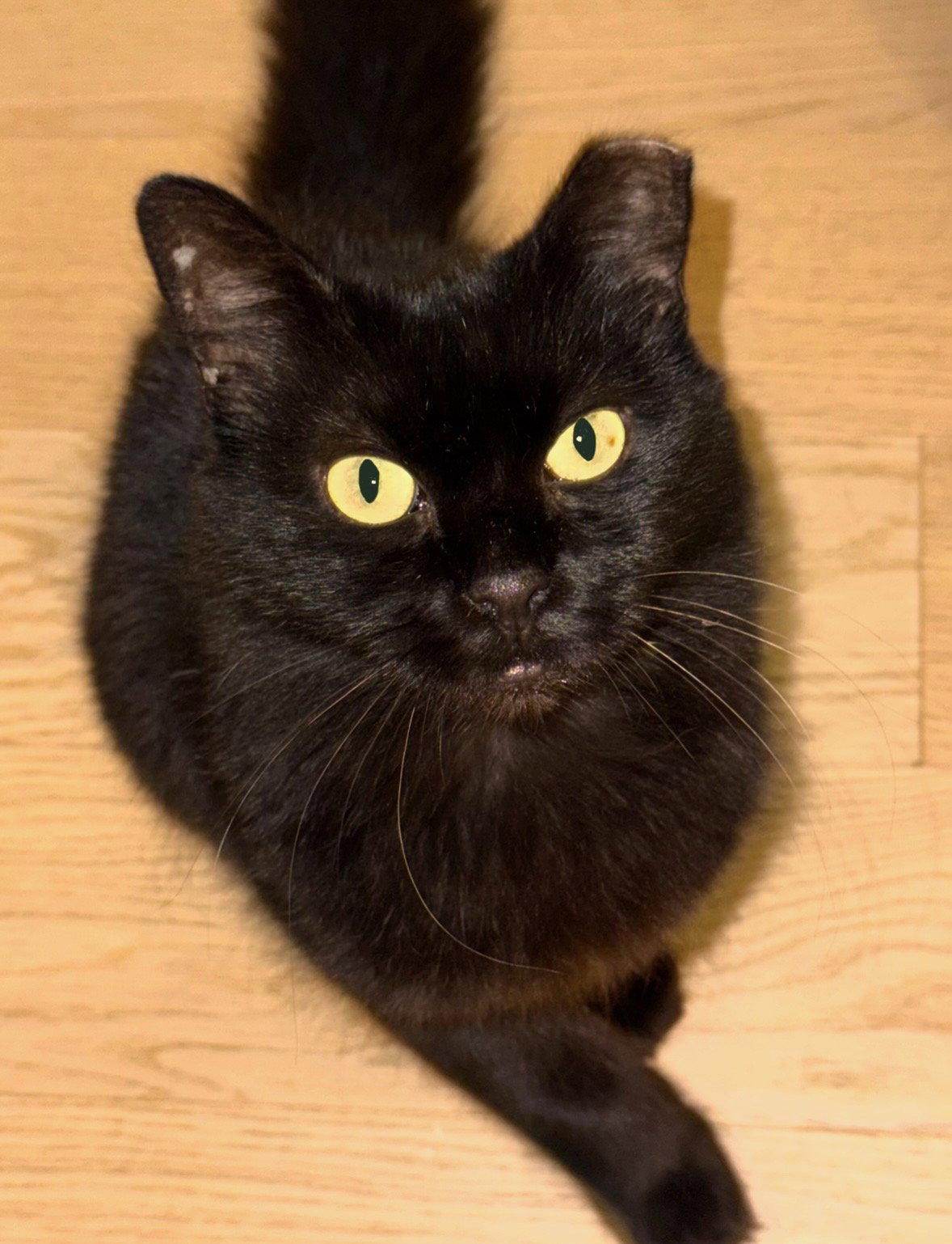 Enlarge Rain, a Adoptable Domestic Medium Hair in Brooklyn, NY image 3/3