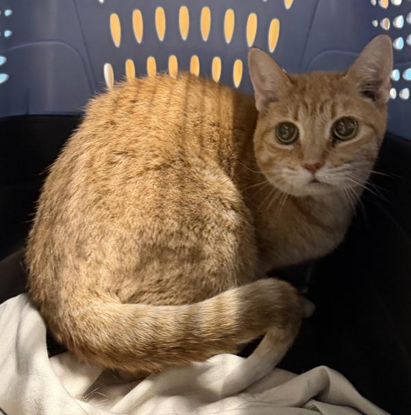 Leah, Adoptable, Senior Female Domestic Short Hair.