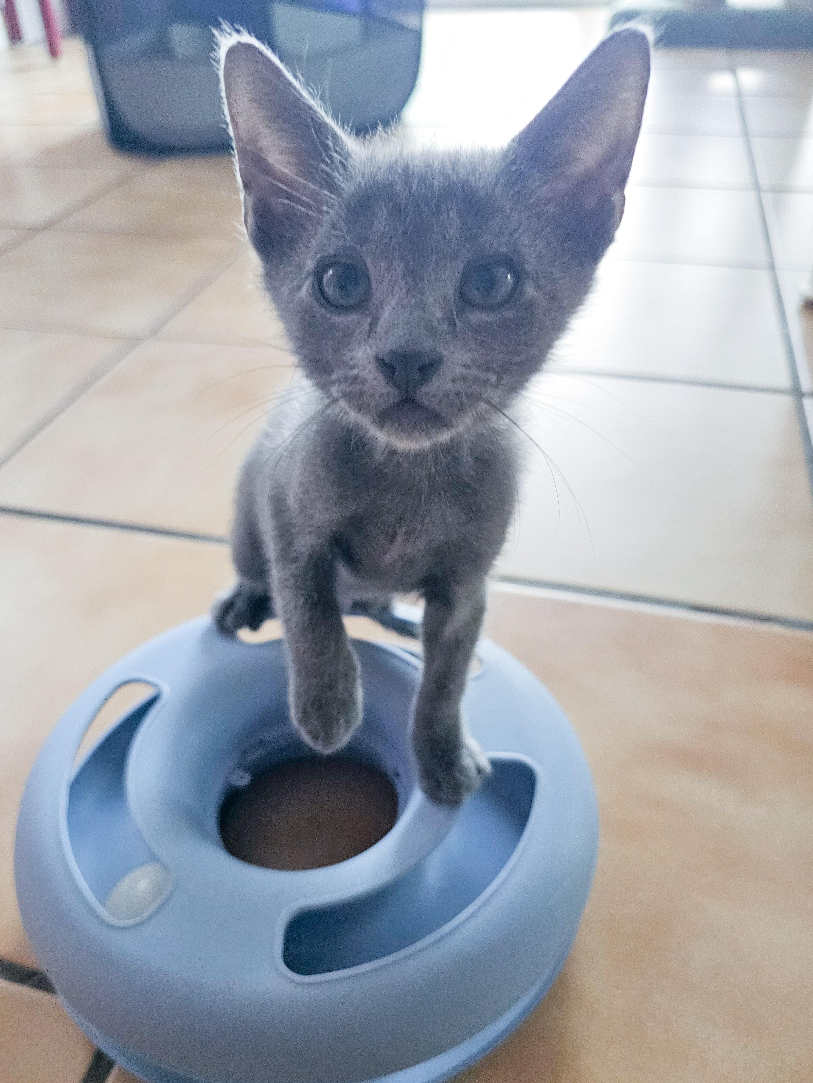 Julie, a Adoptable Domestic Short Hair in Naples, FL image 4/5