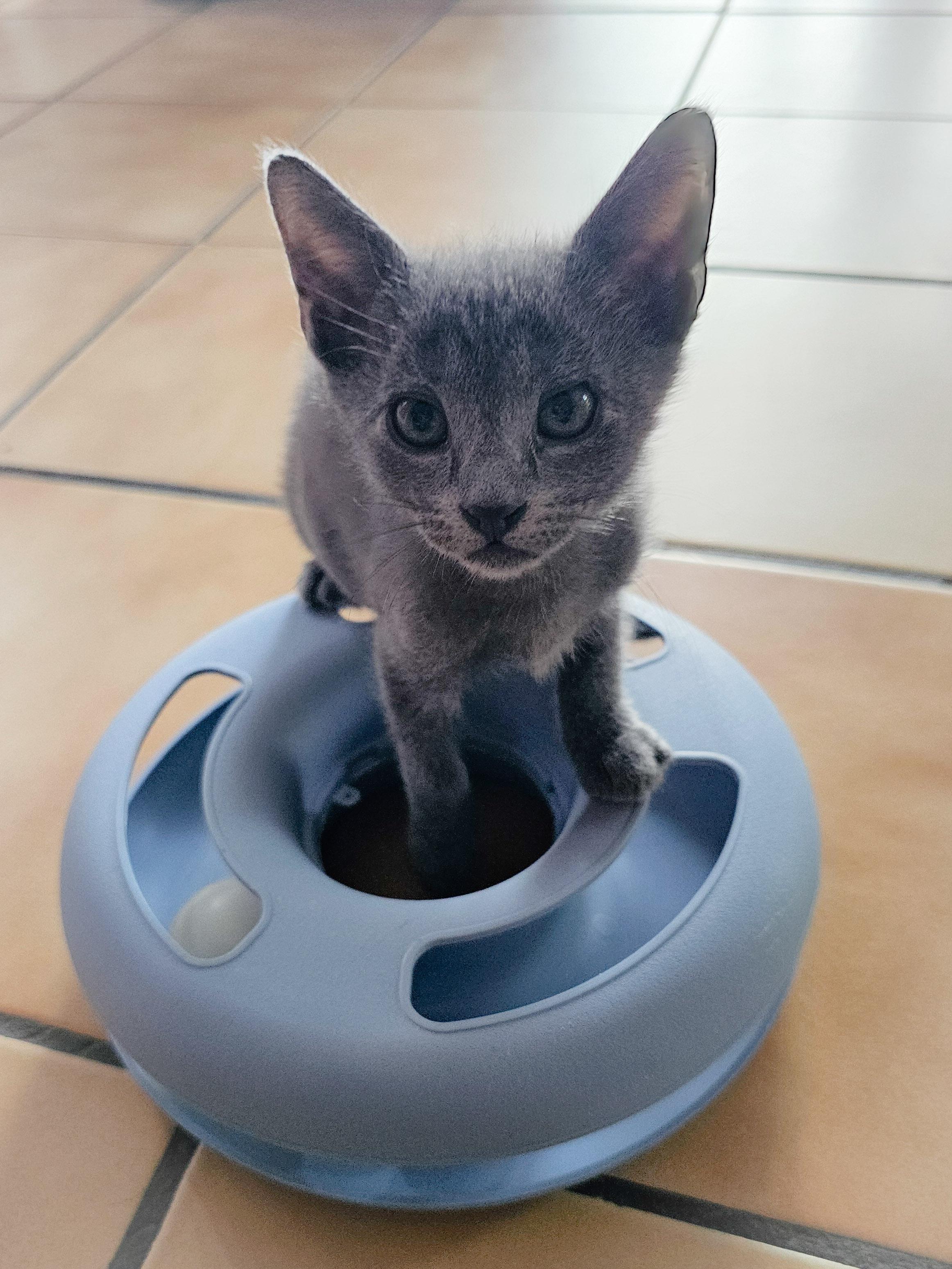 Julie, a Adoptable Domestic Short Hair in Naples, FL image 5/5