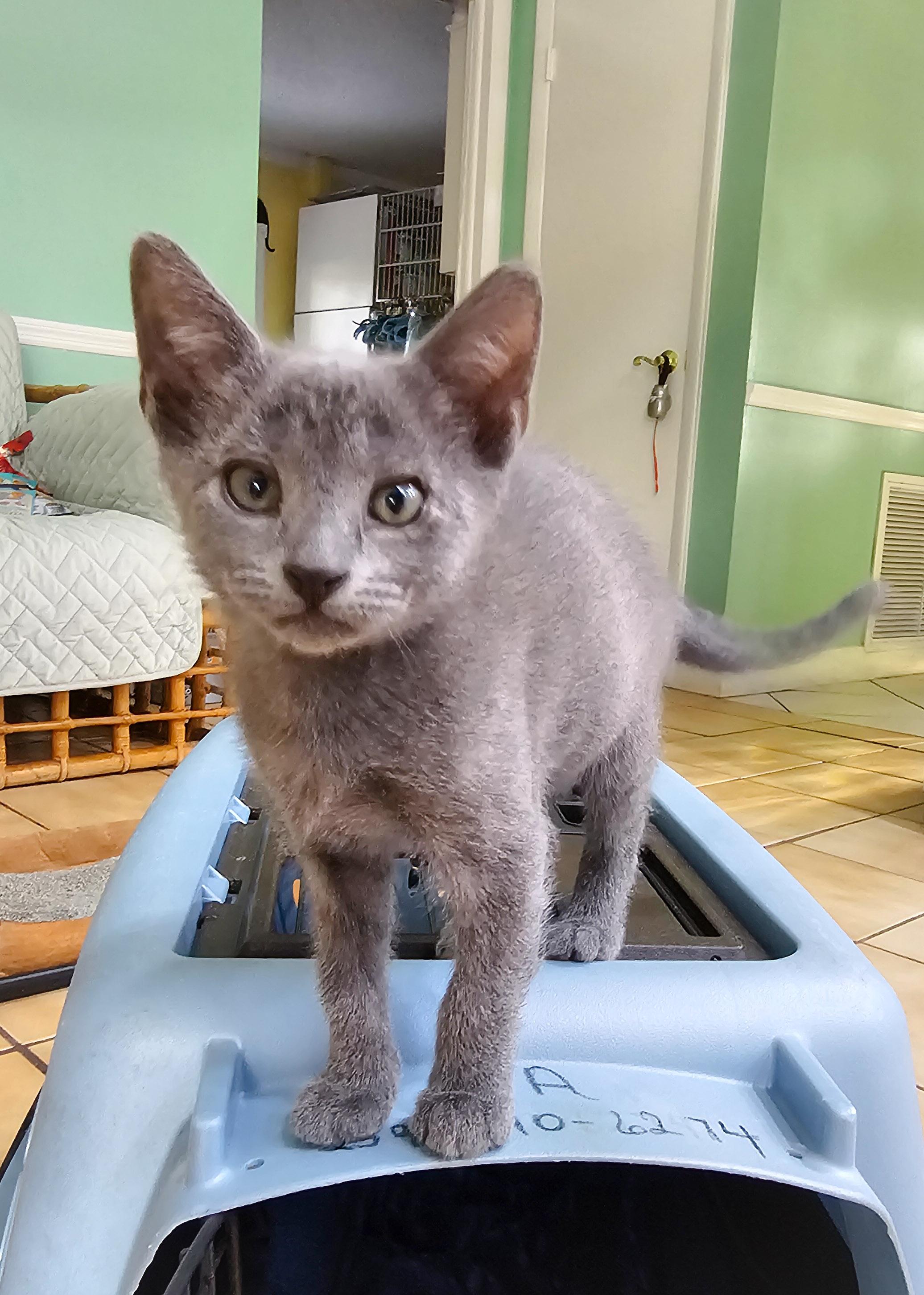 Julie, a Adoptable Domestic Short Hair in Naples, FL image 3/5