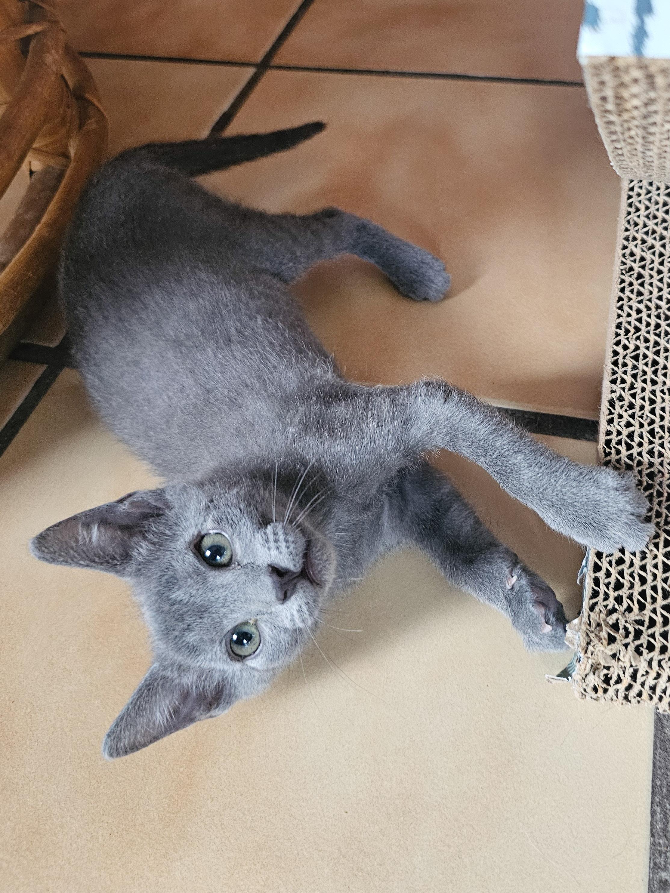 Julie, Adoptable, Young Female Domestic Short Hair.