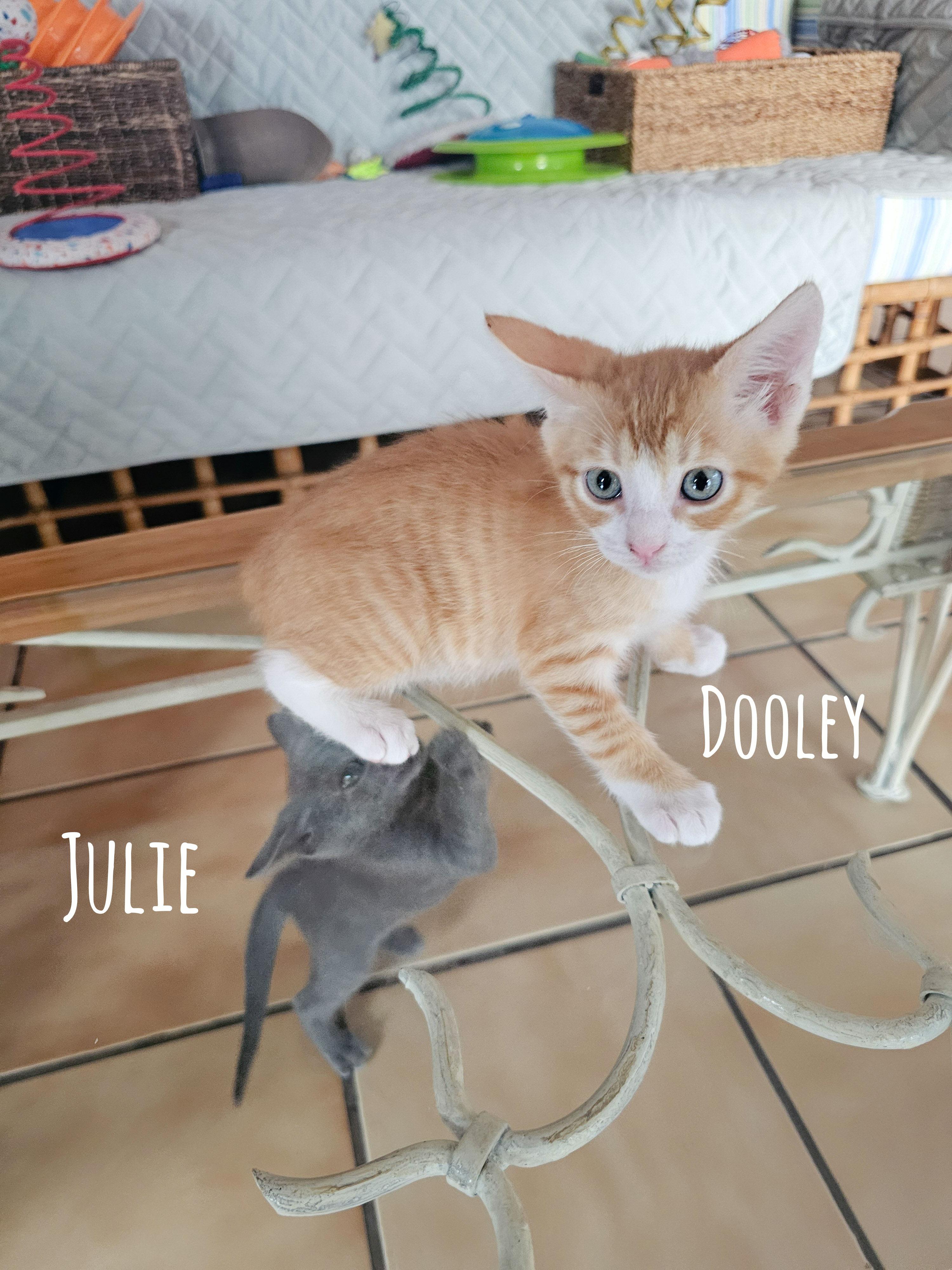 Julie, a Adoptable Domestic Short Hair in Naples, FL image 2/5