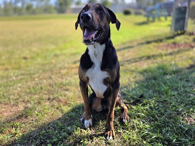 DINGER, Adoptable, Adult Male Plott Hound.