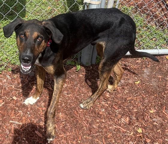 Enlarge DINGER, a Adoptable Plott Hound in Panama City, FL image 1/1