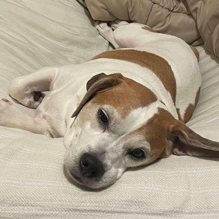 Enlarge Kilo, a ADOPTABLE Beagle in New York, NY image 3/6
