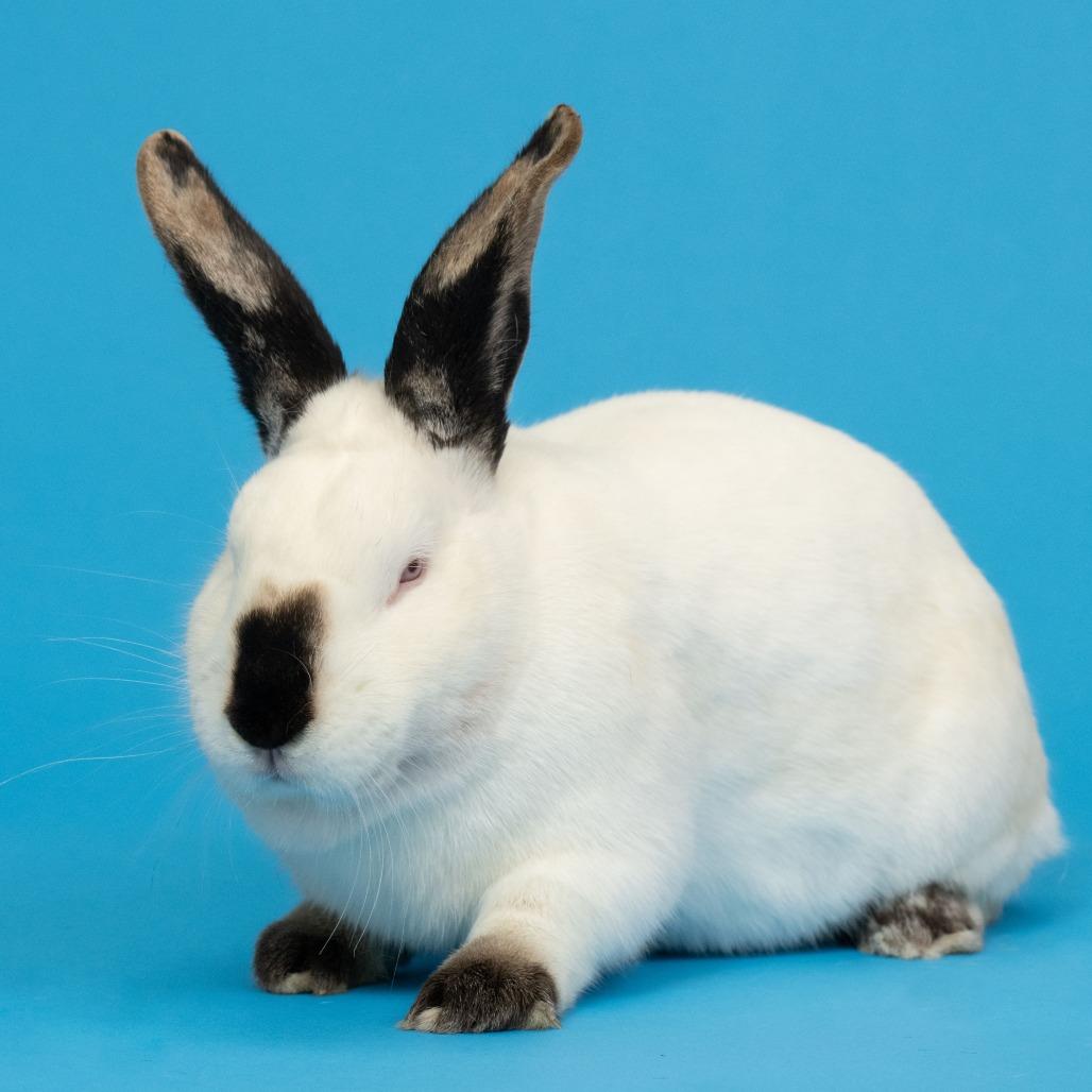 Enlarge Patrick Star, a Adoptable Californian in Richmond, CA image 3/6