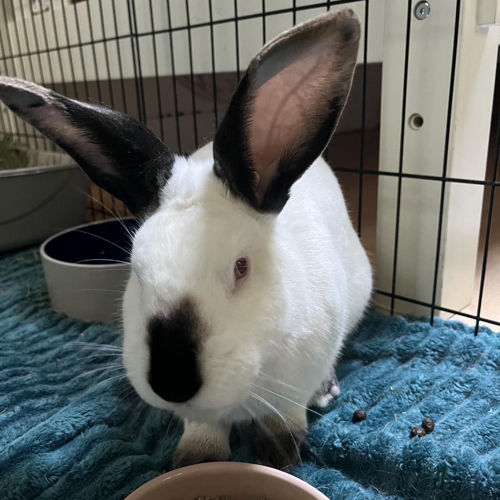 Enlarge Patrick Star, a Adoptable Californian in Richmond, CA image 5/6