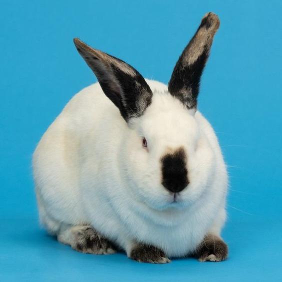 Enlarge Patrick Star, a Adoptable Californian in Richmond, CA image 6/6