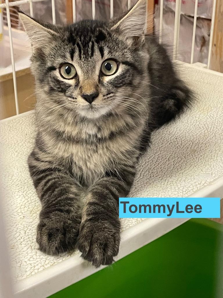 Tommy Lee, Adoptable, Young Male Domestic Long Hair.