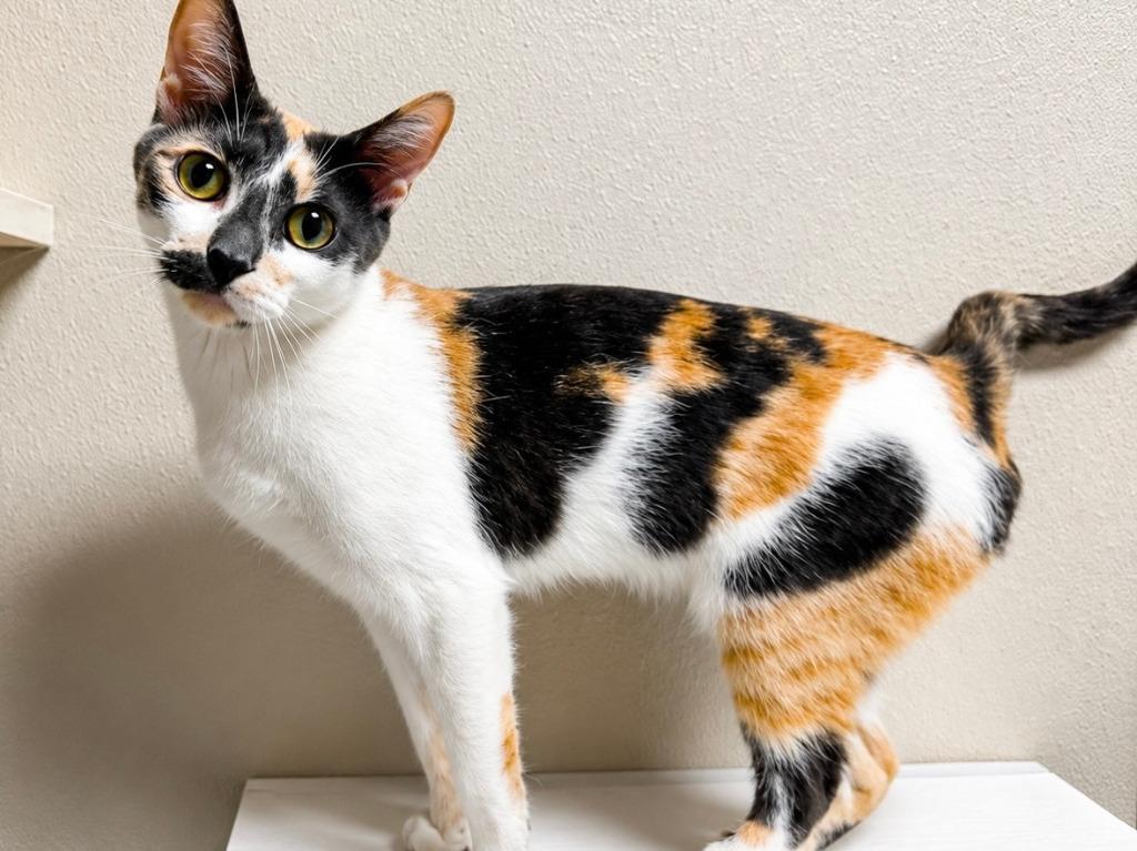 Enlarge Yodel, a Adoptable mixed breed in Raleigh, NC image 1/1